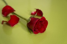 red-roses-3131349_640