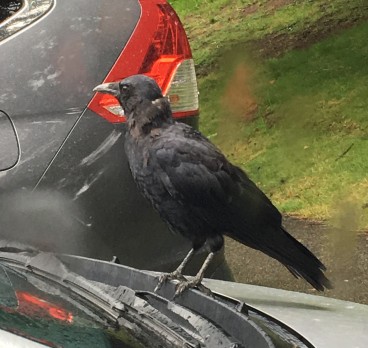 Crow in the Rain